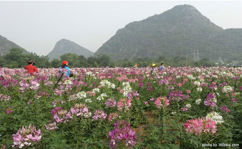 雁山格桑花园