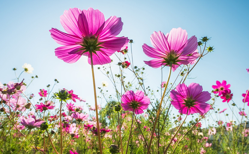 格桑花