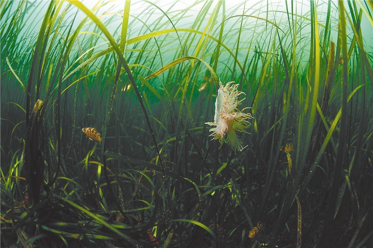 水生植物