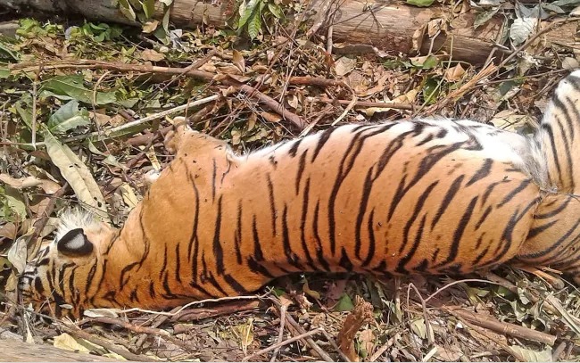 2024年9月怀孕的母苏门答腊虎死于陷阱（One of the World’s Rarest Tigers Was Just Killed by a Pig Trap）