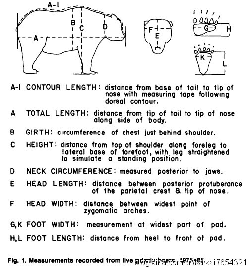 熊霸天下—棕熊(Ursus arctos)：二、体型