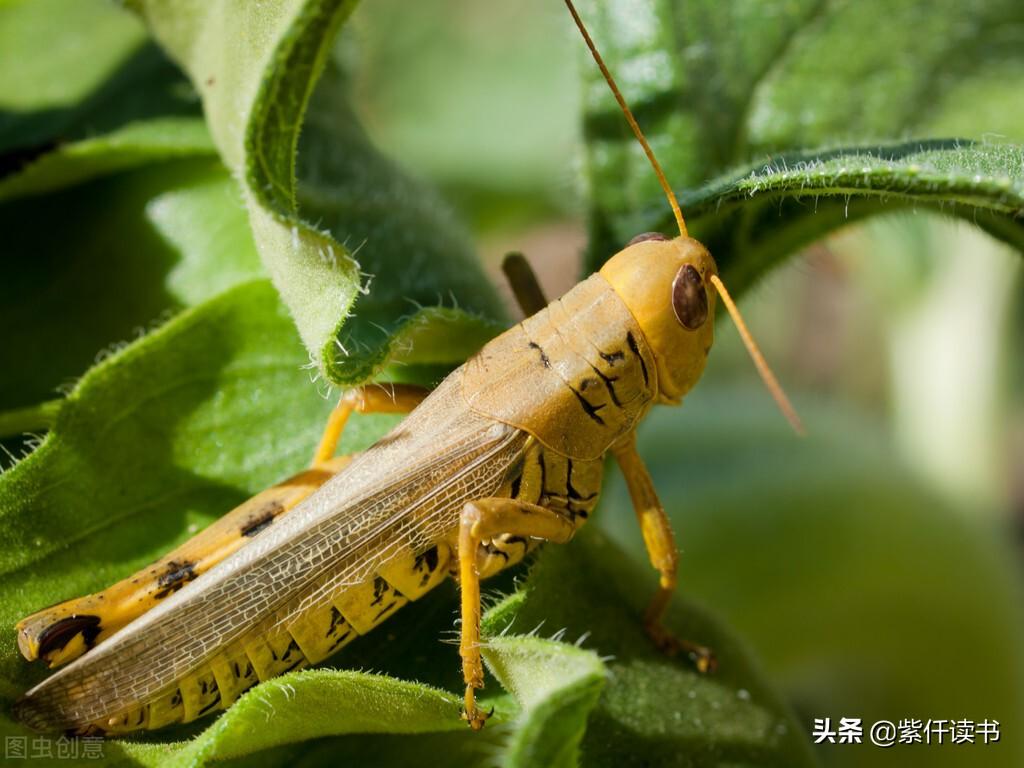 秋后的蚂蚱下一句歇后语（谚语：秋后的蚂蚱）