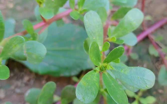 马苋菜是什么植物？