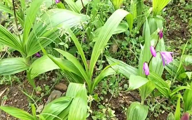 白芨种植技术及病害防治