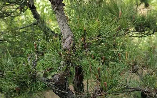 黄山松是什么植物？