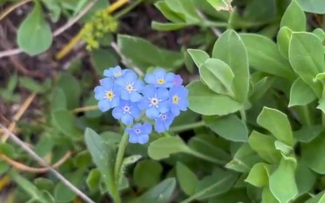 勿忘我的花语及象征意义