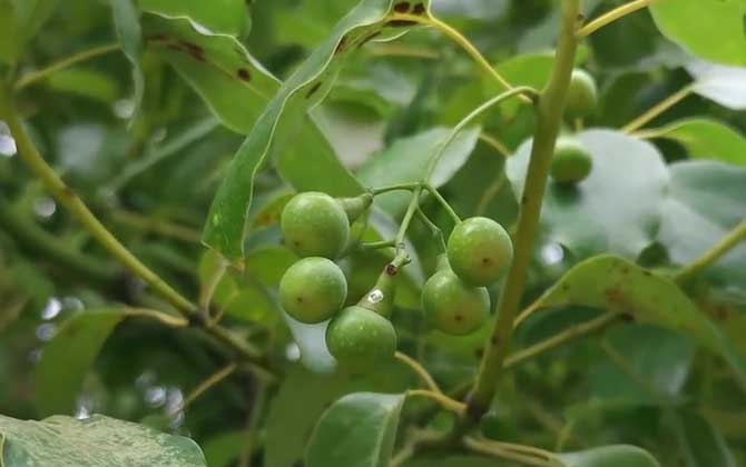 香樟树是什么植物？