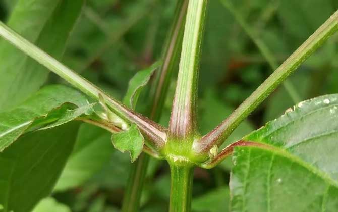 土牛膝是什么植物？