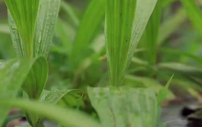 白芨种植