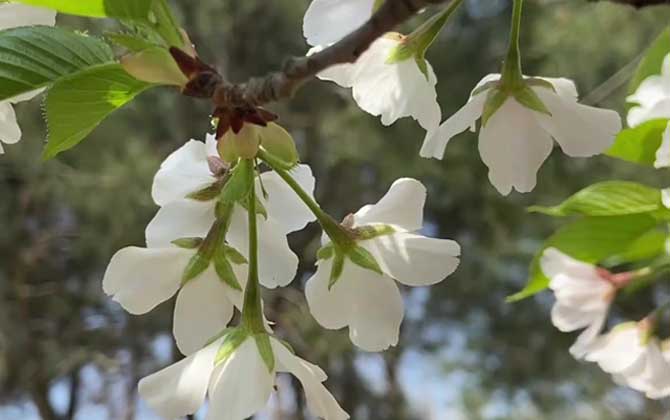 樱花