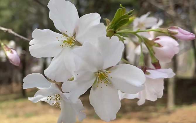 樱花