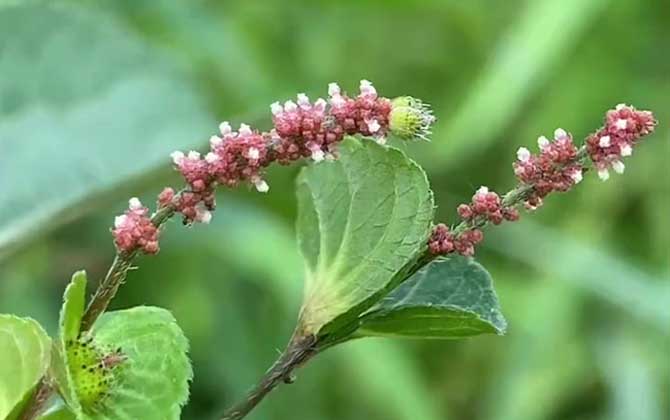 铁苋菜是什么植物？