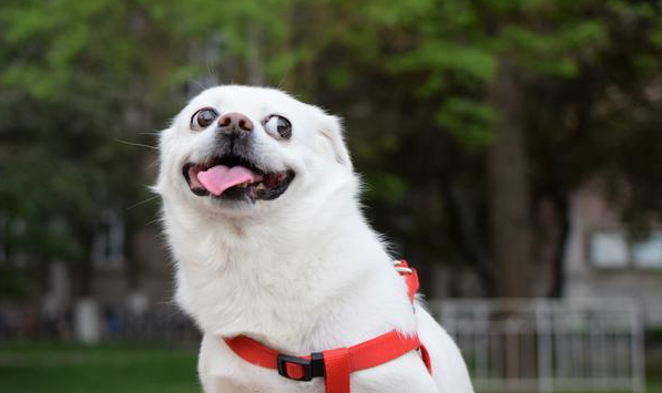 给小犬种洗澡我们要注意什么