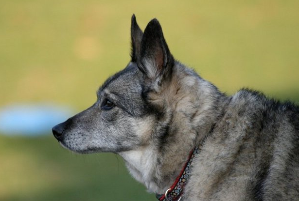 小犬种挪威猎麋犬的一些小知识