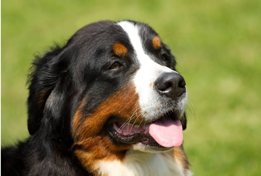 伯恩山犬有什么优点有什么缺点