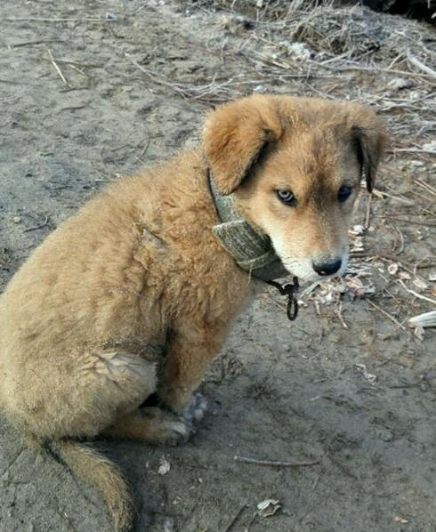 咱们的田园犬和其他宠物狗一样，甚至颜值更高