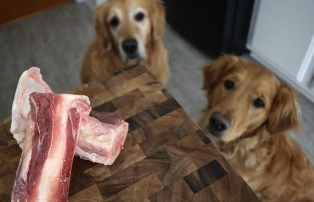 狗狗夏天多吃这几种食物好