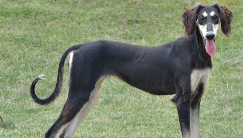 有哪里能够买到萨路基猎犬