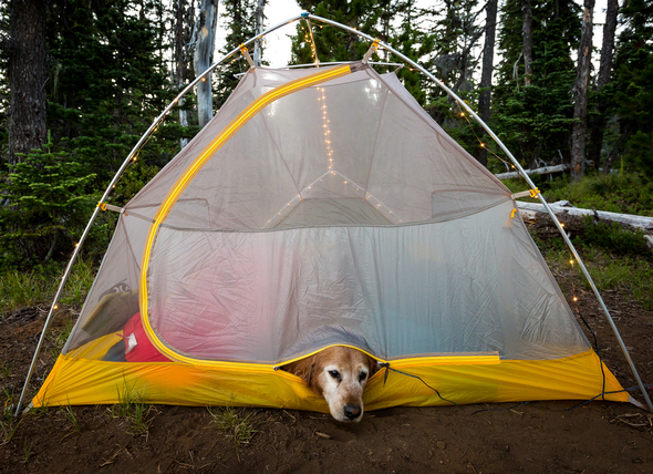 SS-DOG-CAMPING-2-709764325.jpg