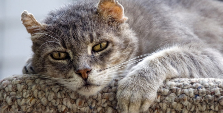 吃得好才养的好，猫咪饮食可得注意