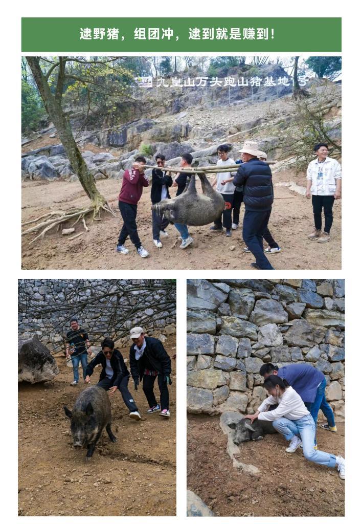 四川九皇山景区已取消“徒手逮猎”项目，将依法依规处理野猪