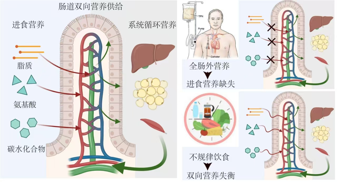 按时吃饭，很重要！浙大成果登《细胞》