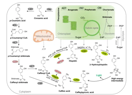 植物也能自发光？科学家如何将梦想变成现实！