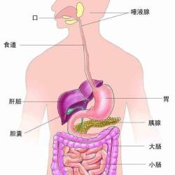 从食物到便便，我们的消化系统是如何工作的