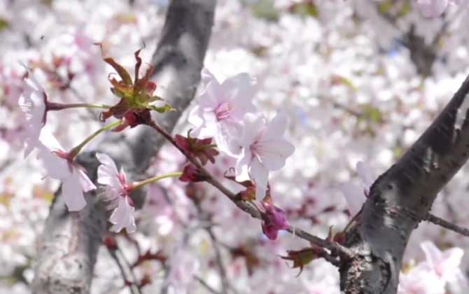 樱花树