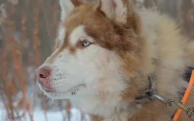 阿拉斯加犬是什么犬种？