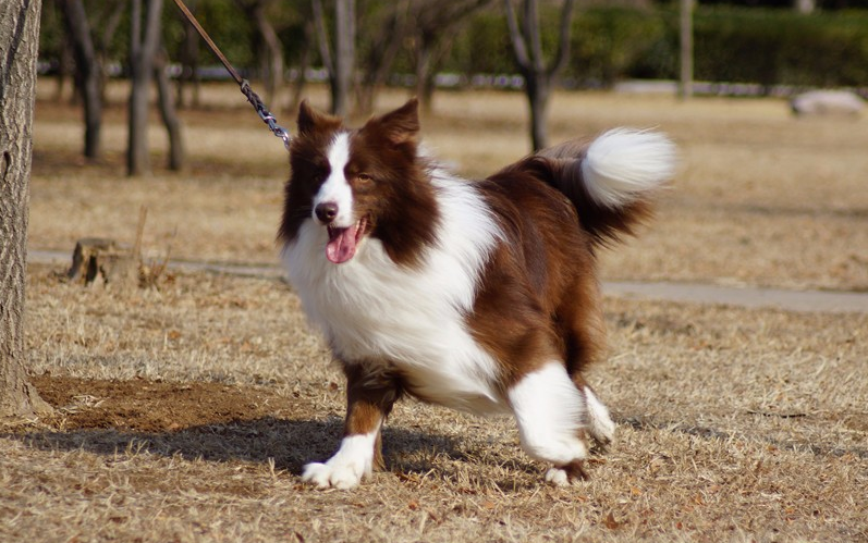 老年犬饮食要注意什么