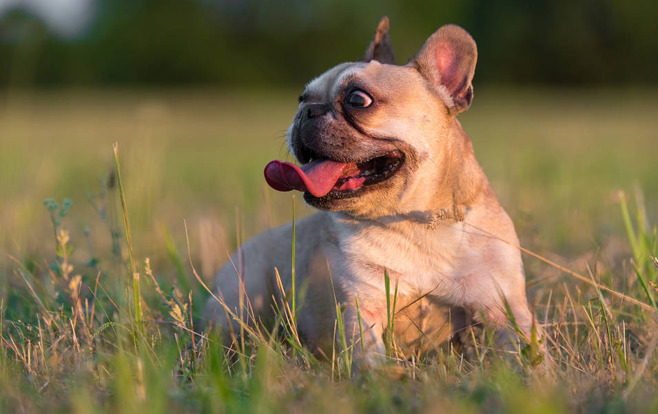 澳洲牛头犬特点与气质